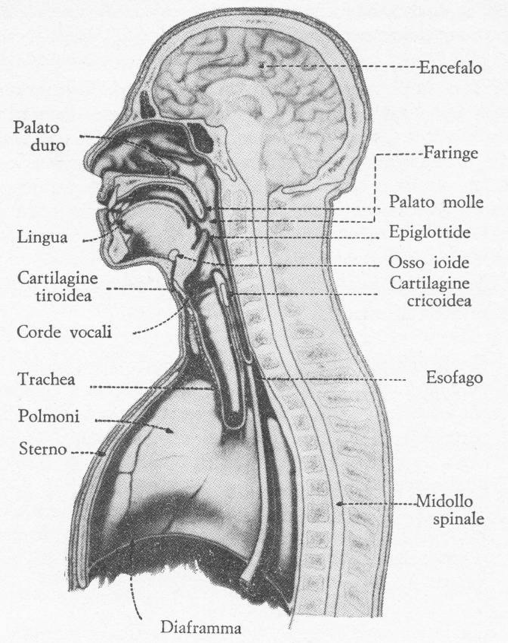 Tratto Vocalico